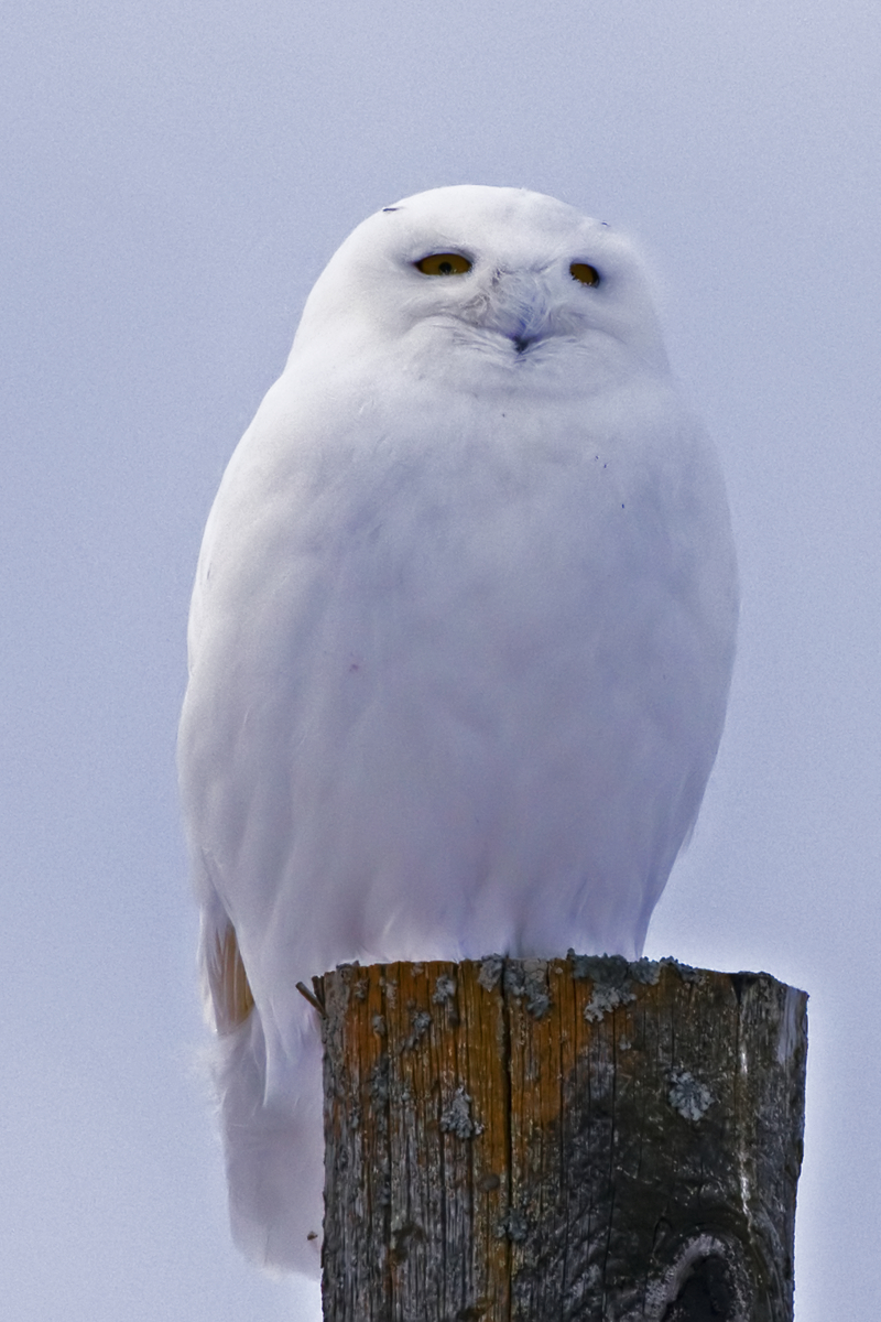 Snowy Owl