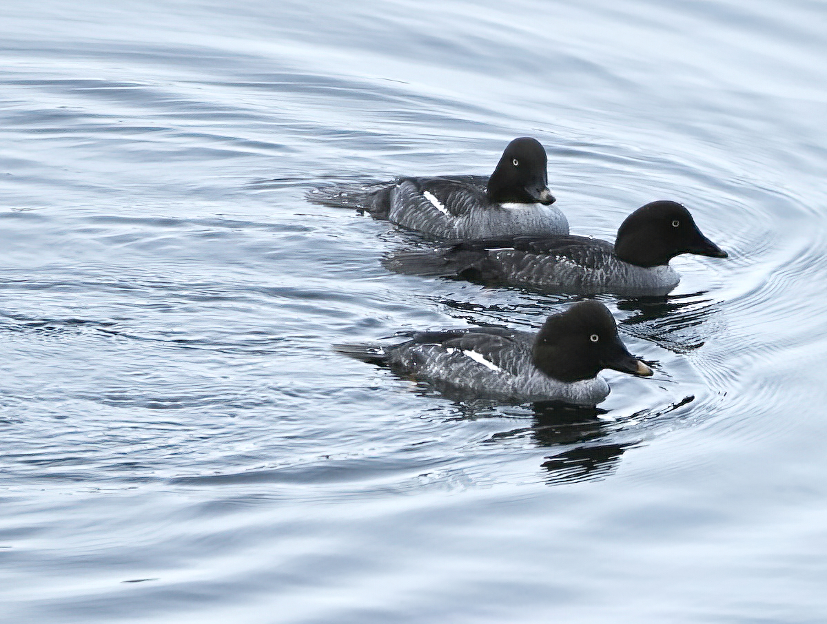 Female Golden Eye Ducks