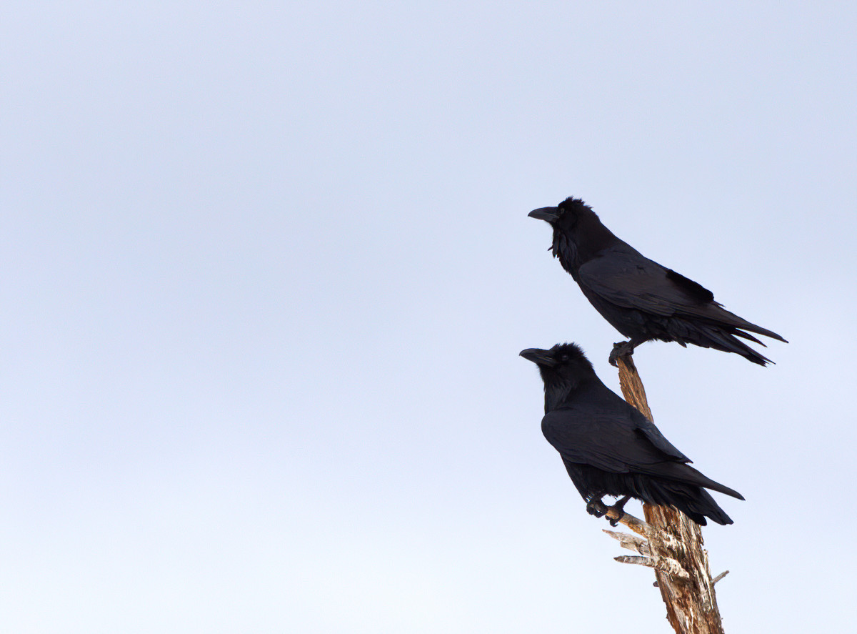 Ravens. Their job is to have fun at the eagles' expense.