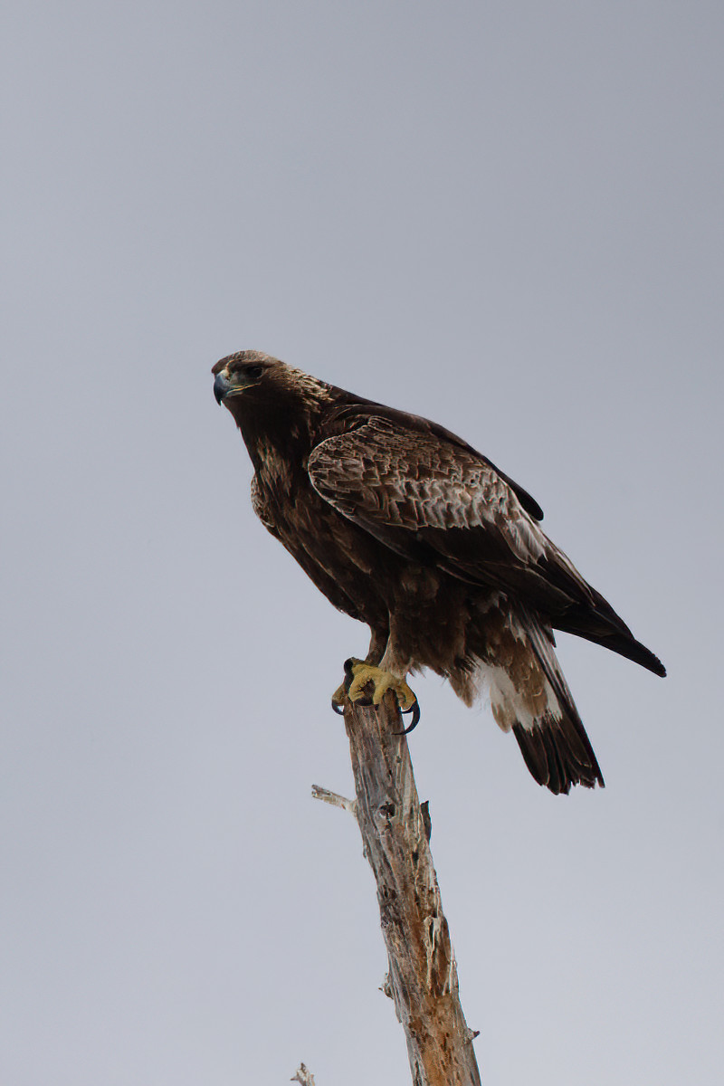 Not pleased at the number of ravens that showed up for work today.