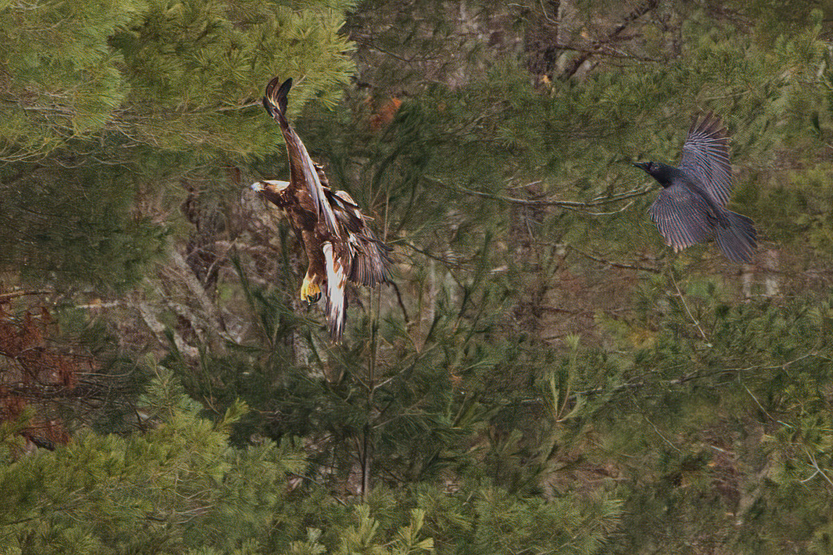 An immature bald eagle checks out  what's happening in the marsh.