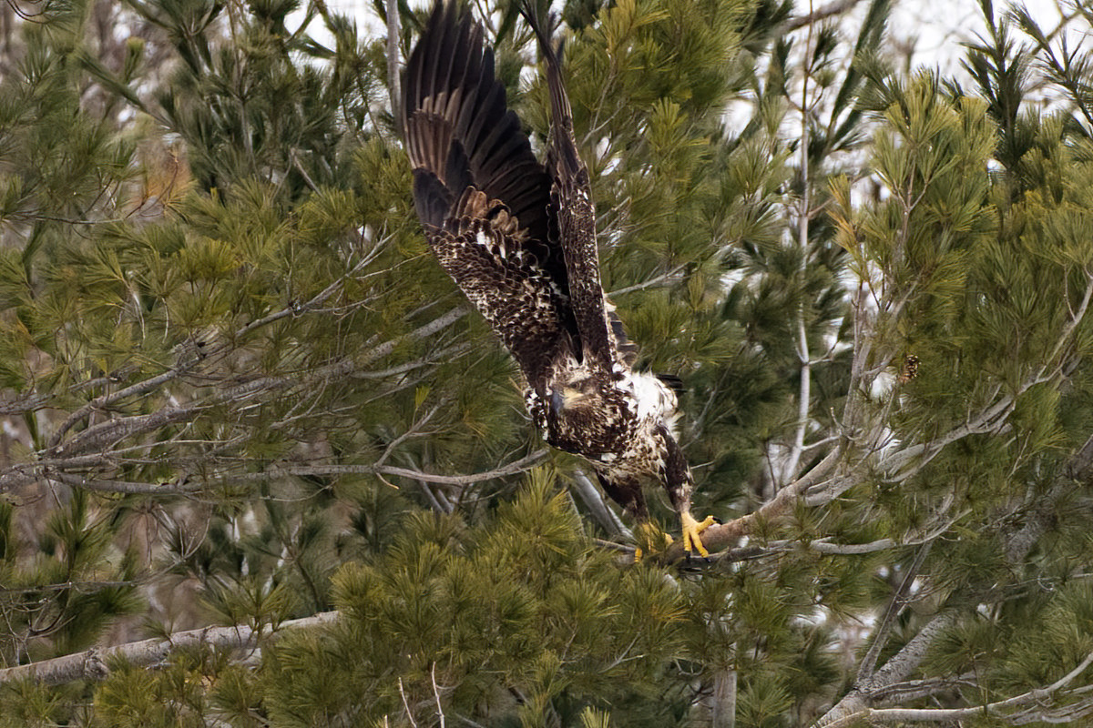 Feeling his wings!