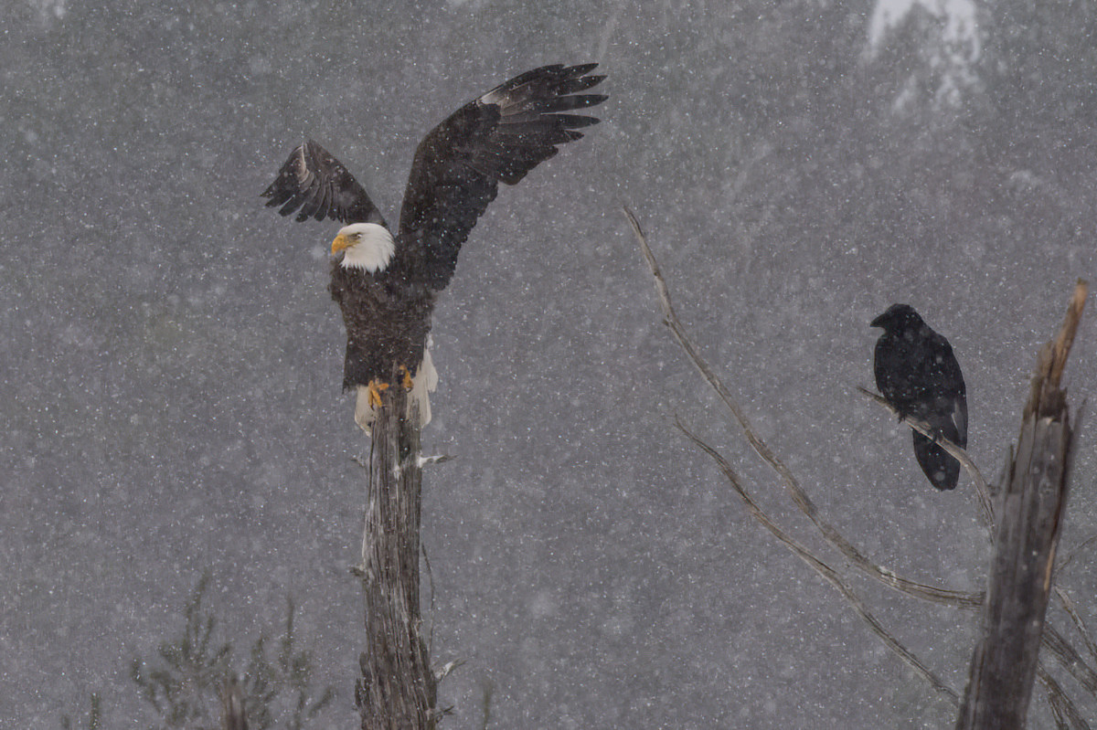 The eagle is the first to become impatient.