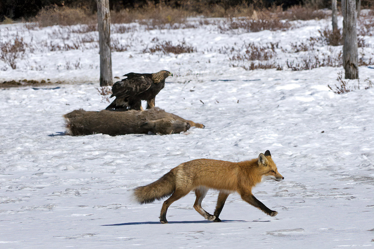 A fox strolls by