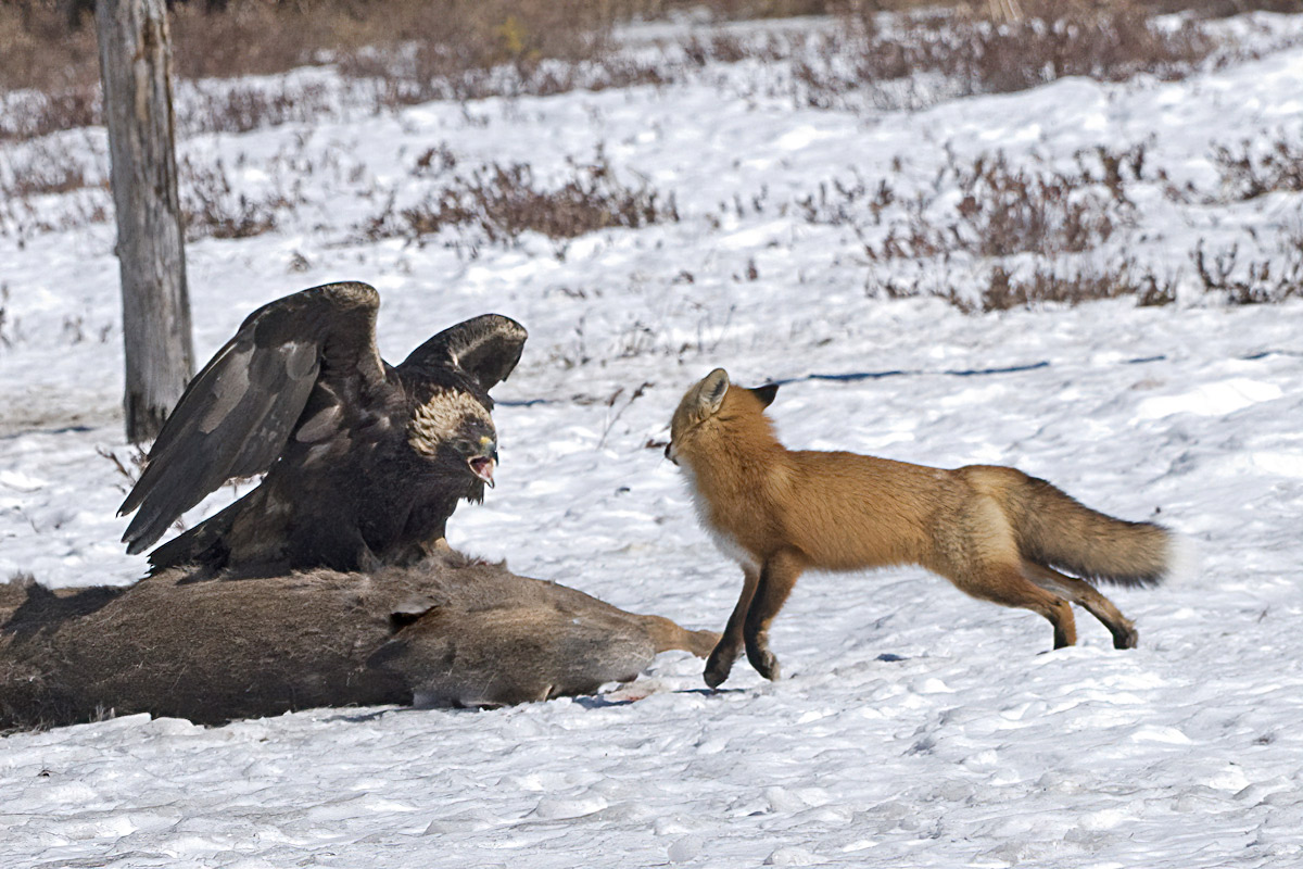 "Get lost Mr. Fox!"